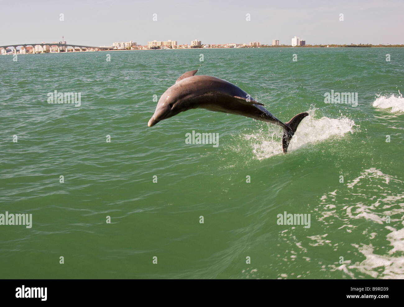 Dolphin fish diving in sea. Stock Photo