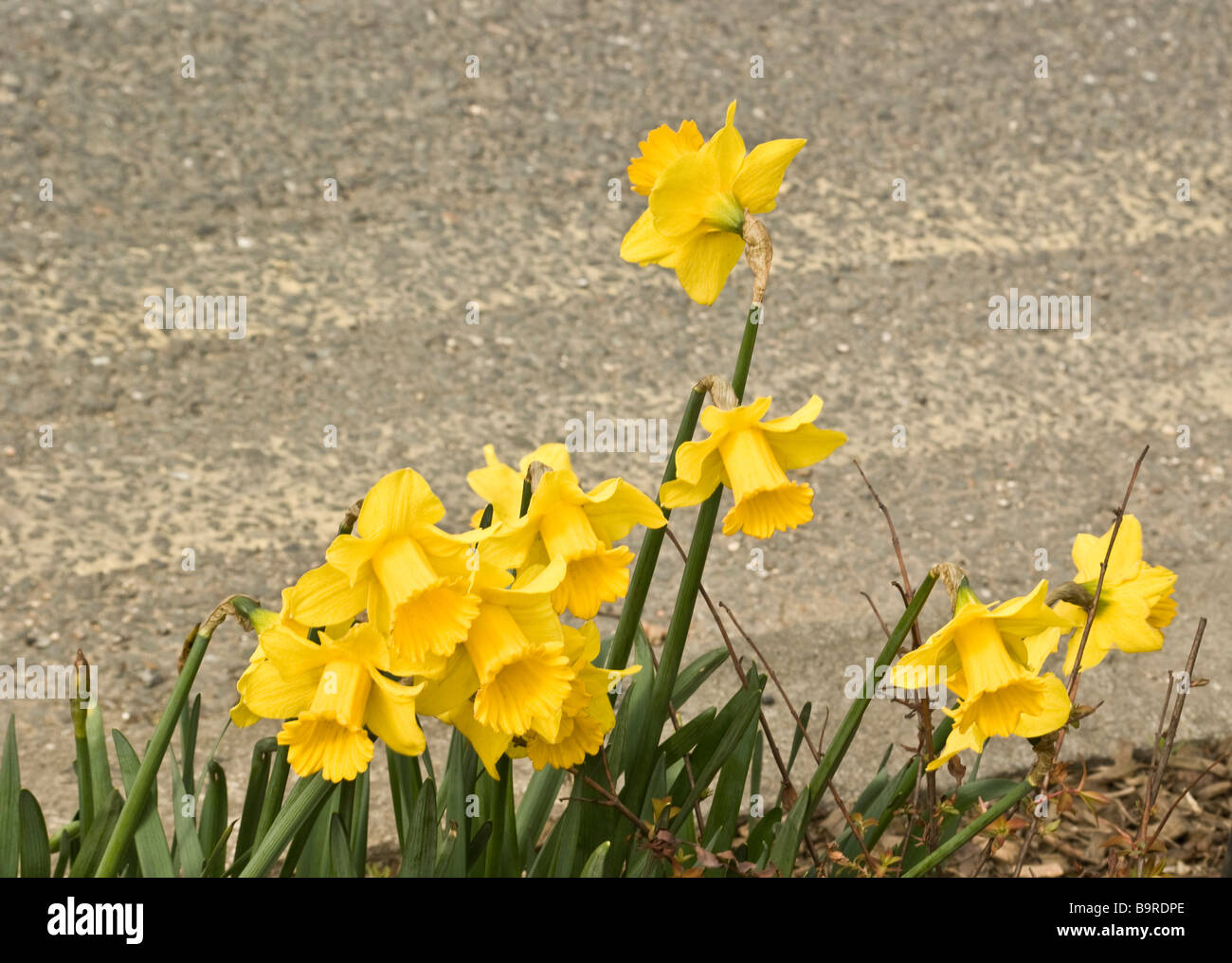 Roadside daffodils in North London outshine regulatory yellow lines on  road. Stock Photo