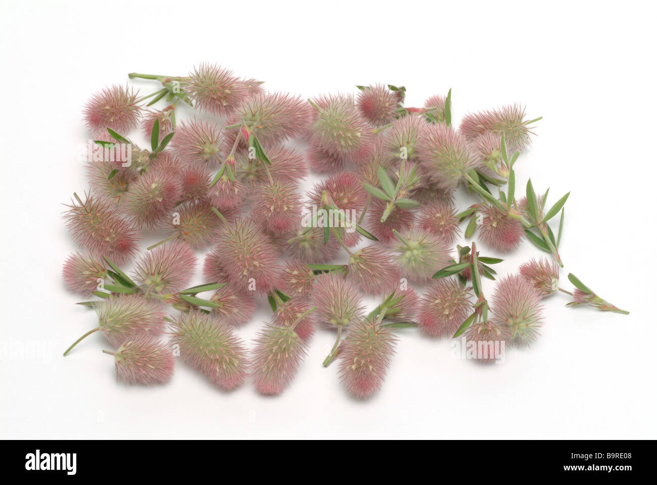 Blossoms of the medicinal plant Hasenklee Mäuseklee hare s foot hare s foot clover clover trifolium arvense Stock Photo