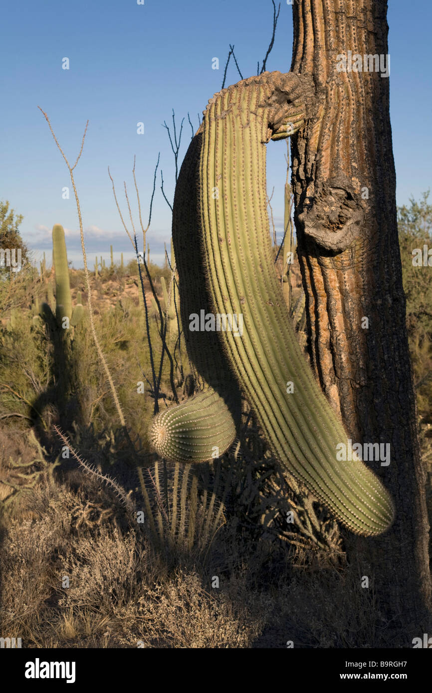 Saguaro cactus in west unit of Saguaro National Park near Tucson Arizona Stock Photo