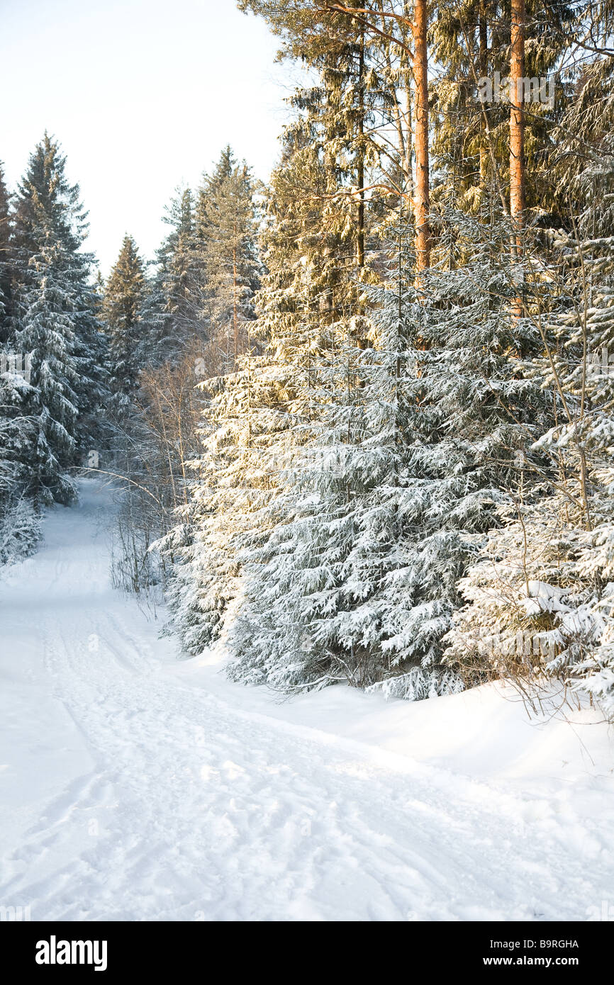 winter road in the forest Stock Photo - Alamy
