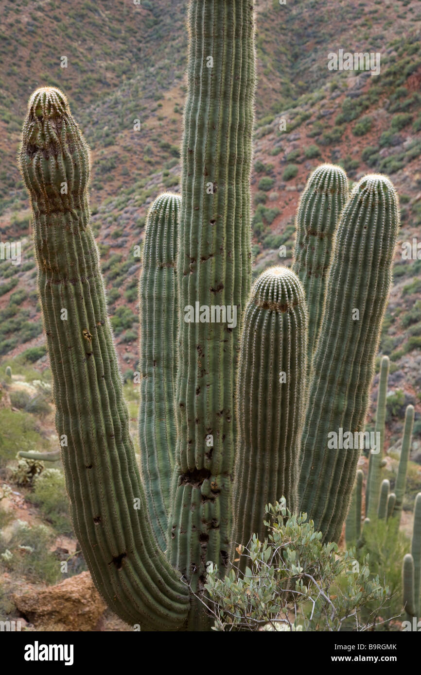 Saguaro cactus at Tonto National Monument central Arizona Stock Photo