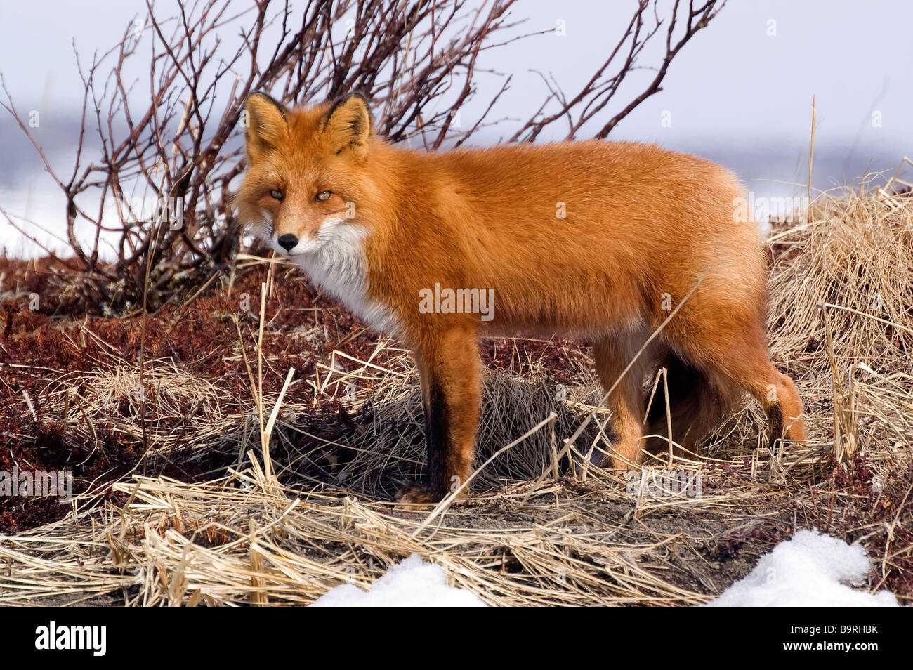 15010 Vulpes Vulpes Red Fox