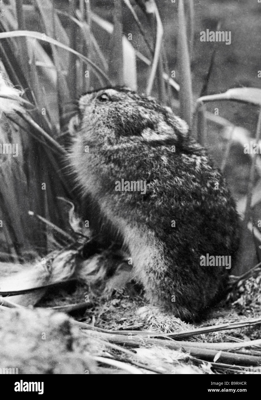 Lemming Black and White Stock Photos & Images - Alamy