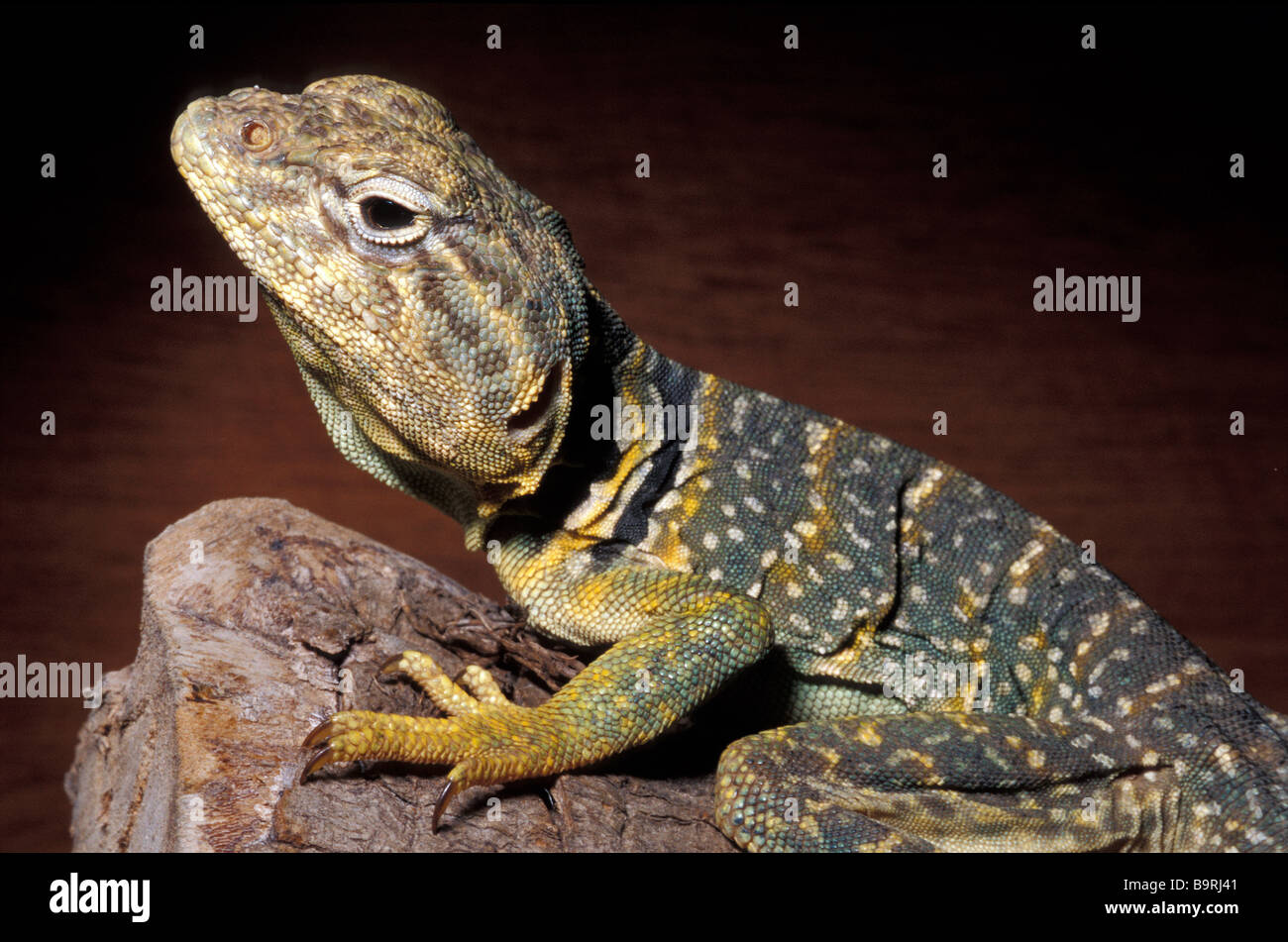 Oklahoma Collared Lizard Hi-res Stock Photography And Images - Alamy