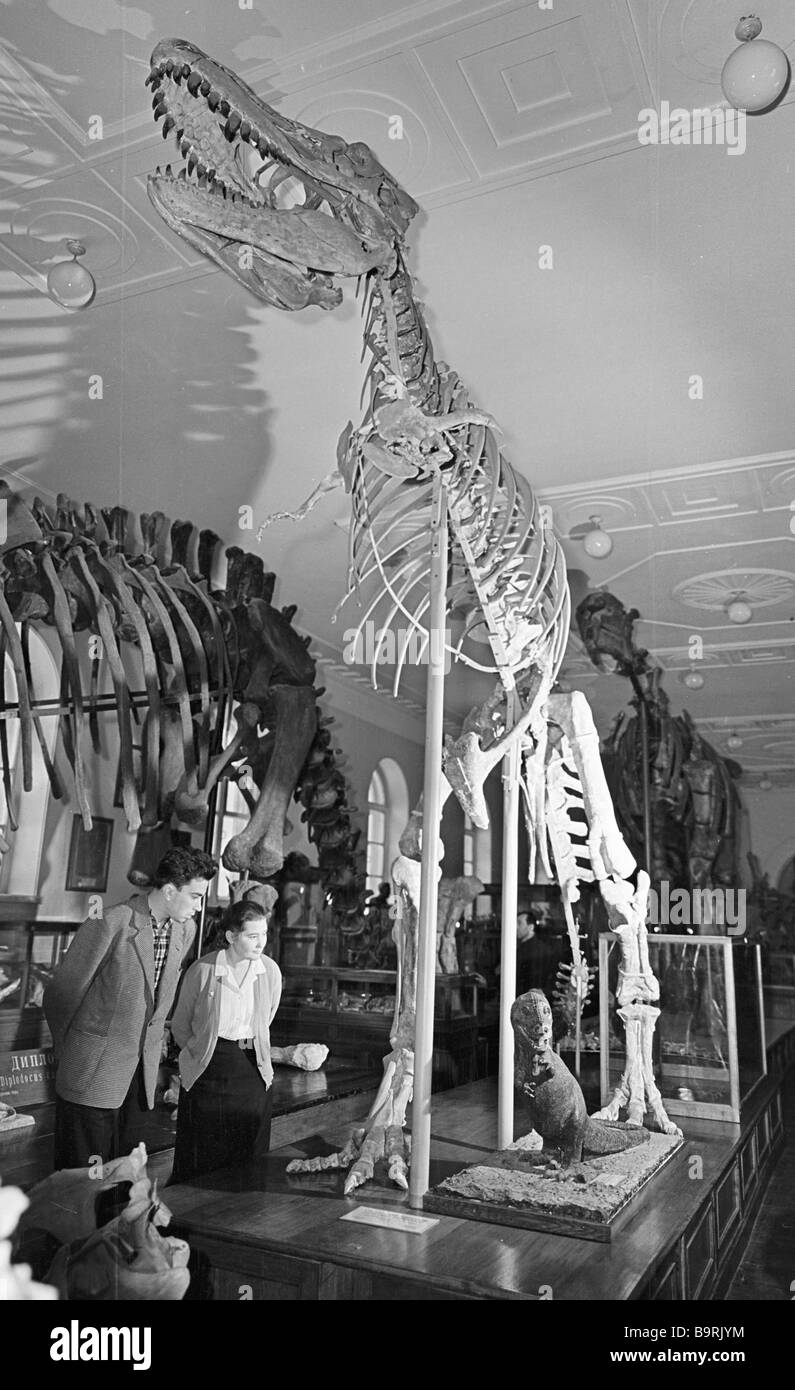 Skeleton of a giant dinosaur at the Moscow based Paleonthological ...