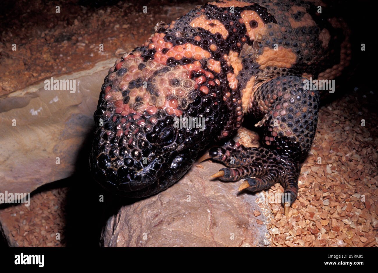 Gila Monster, Heloderma suspectum, Helodermatidae, USA, Mexico Stock ...