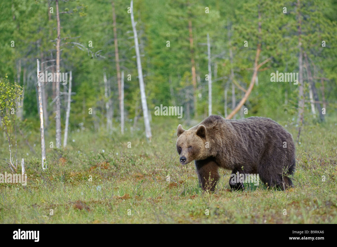 European brown bear Ursus arctos in forest bog Finland Stock Photo