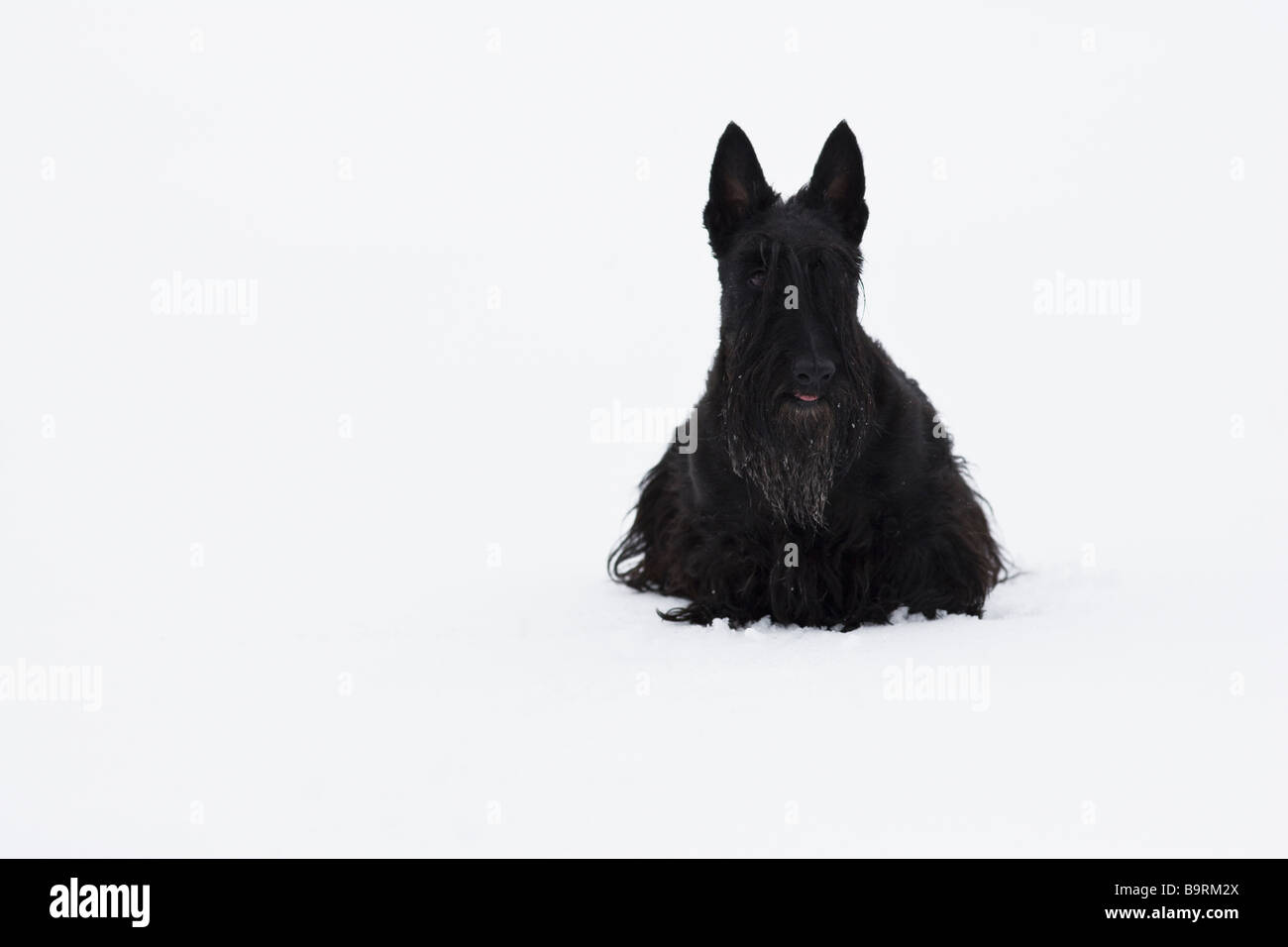 Scottish terrier in the snow Stock Photo