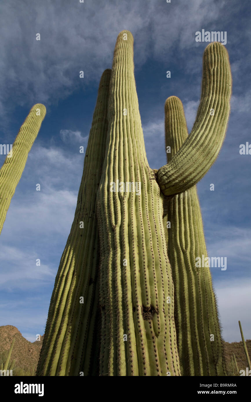 Saguaro cactus in west unit of Saguaro National Park near Tucson Arizona Stock Photo