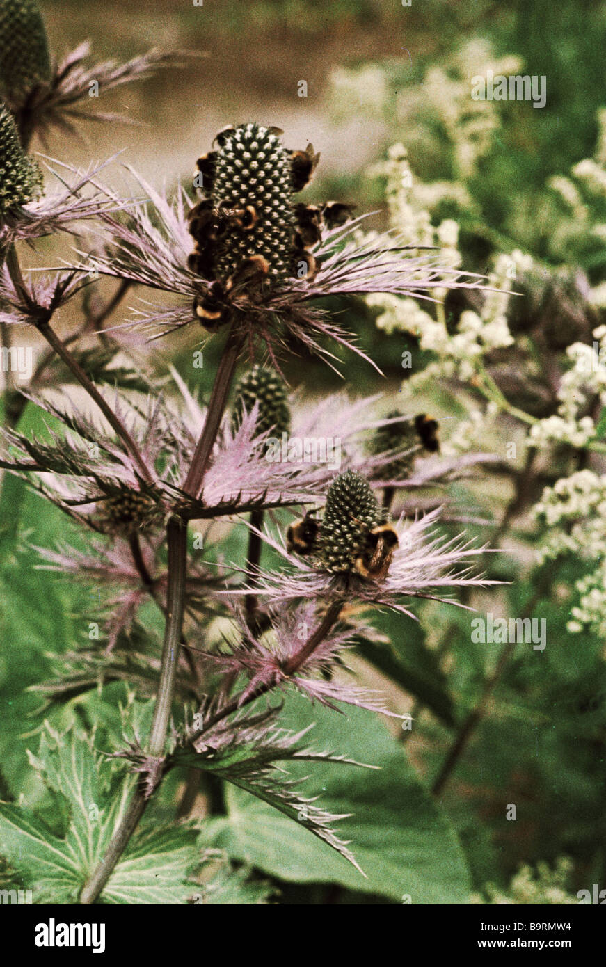Bumblebee swarm sits on Central Asian plant Alpine Sea Holly Eryngium Alpinum at Polar Botanical