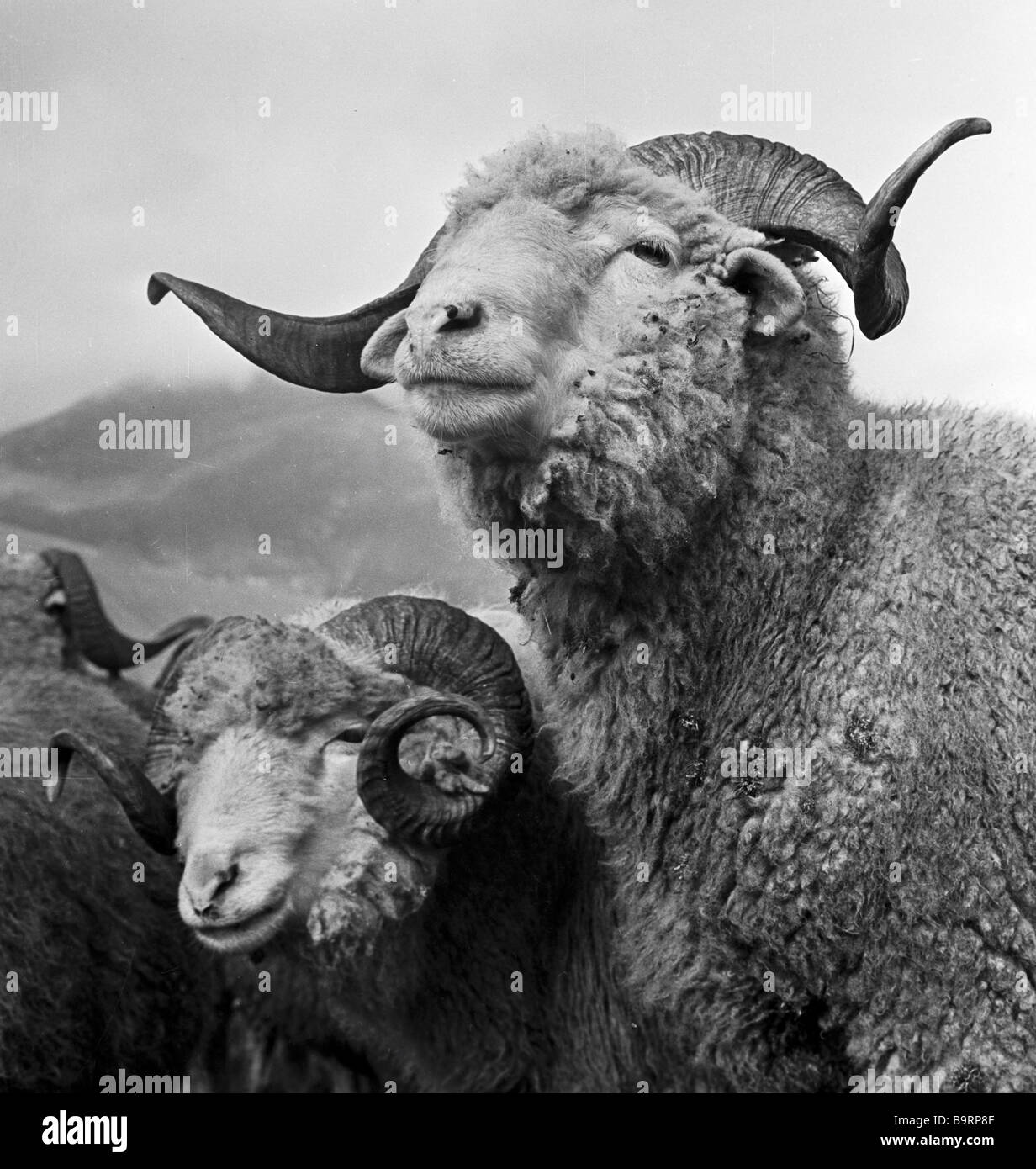 Collective farm he sheep Stock Photo Alamy