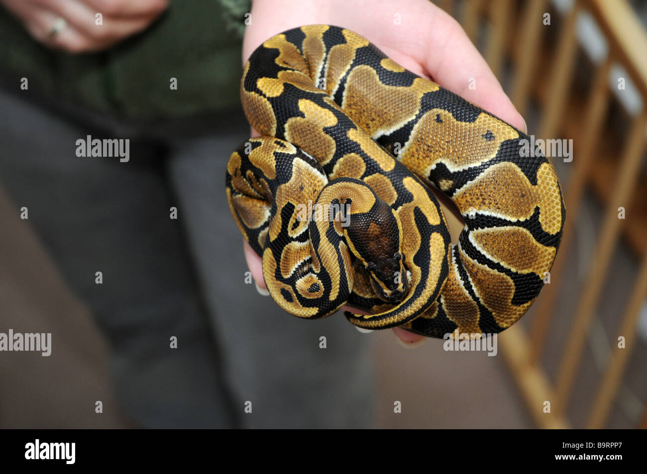 Woman holding royal python snake also called ball python. Latin name ...