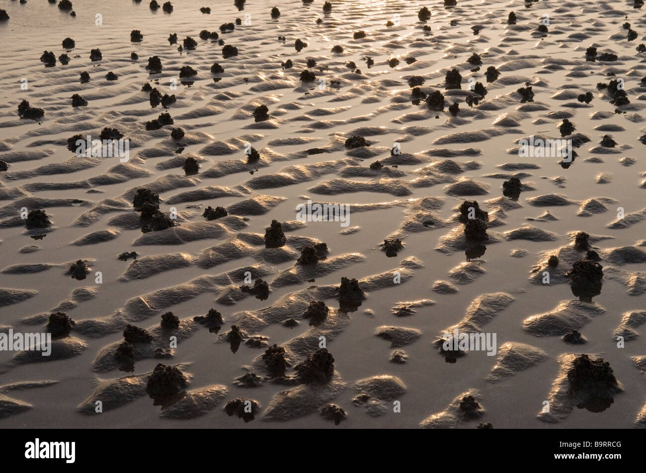Worm casts on a beach at low tide in the evening at sunset Stock Photo