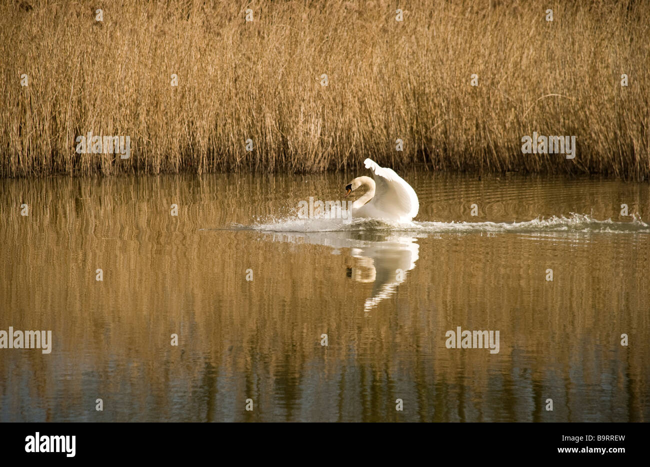 swan land reeds lake river landing lands flight splash water reflection
