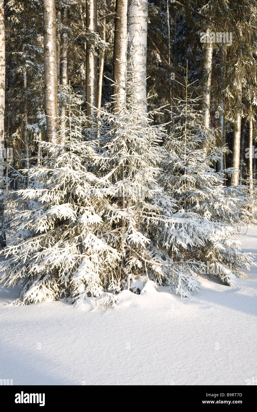 small fir under snow in winter forest Stock Photo - Alamy