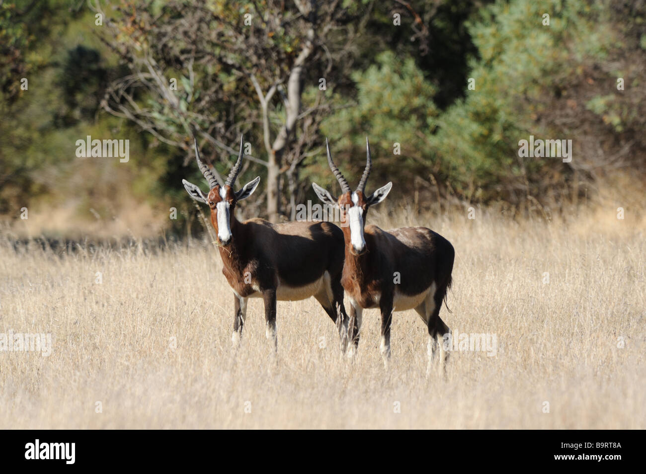 Pair of Bontebok Stock Photo