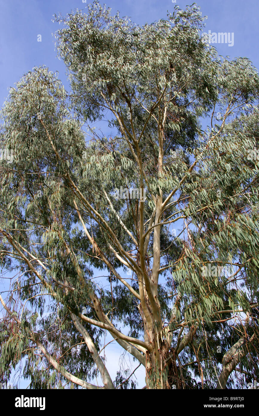 Bogong Gum Tree, Eucalyptus chapmaniana, Myrtaceae, New South Wales, Australia Stock Photo