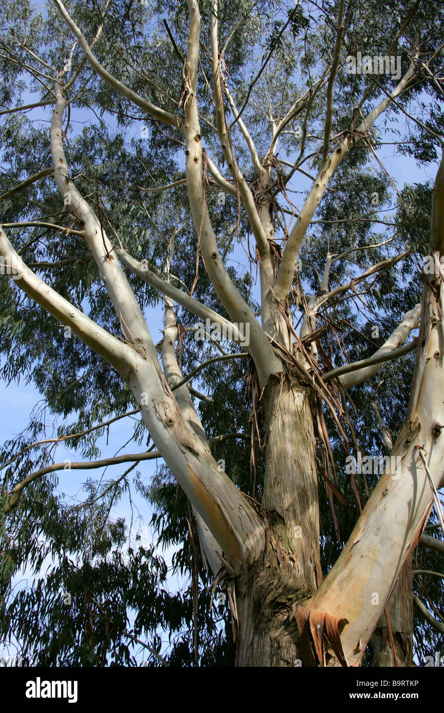Bogong Gum Tree, Eucalyptus chapmaniana, Myrtaceae, New South Wales, Australia Stock Photo