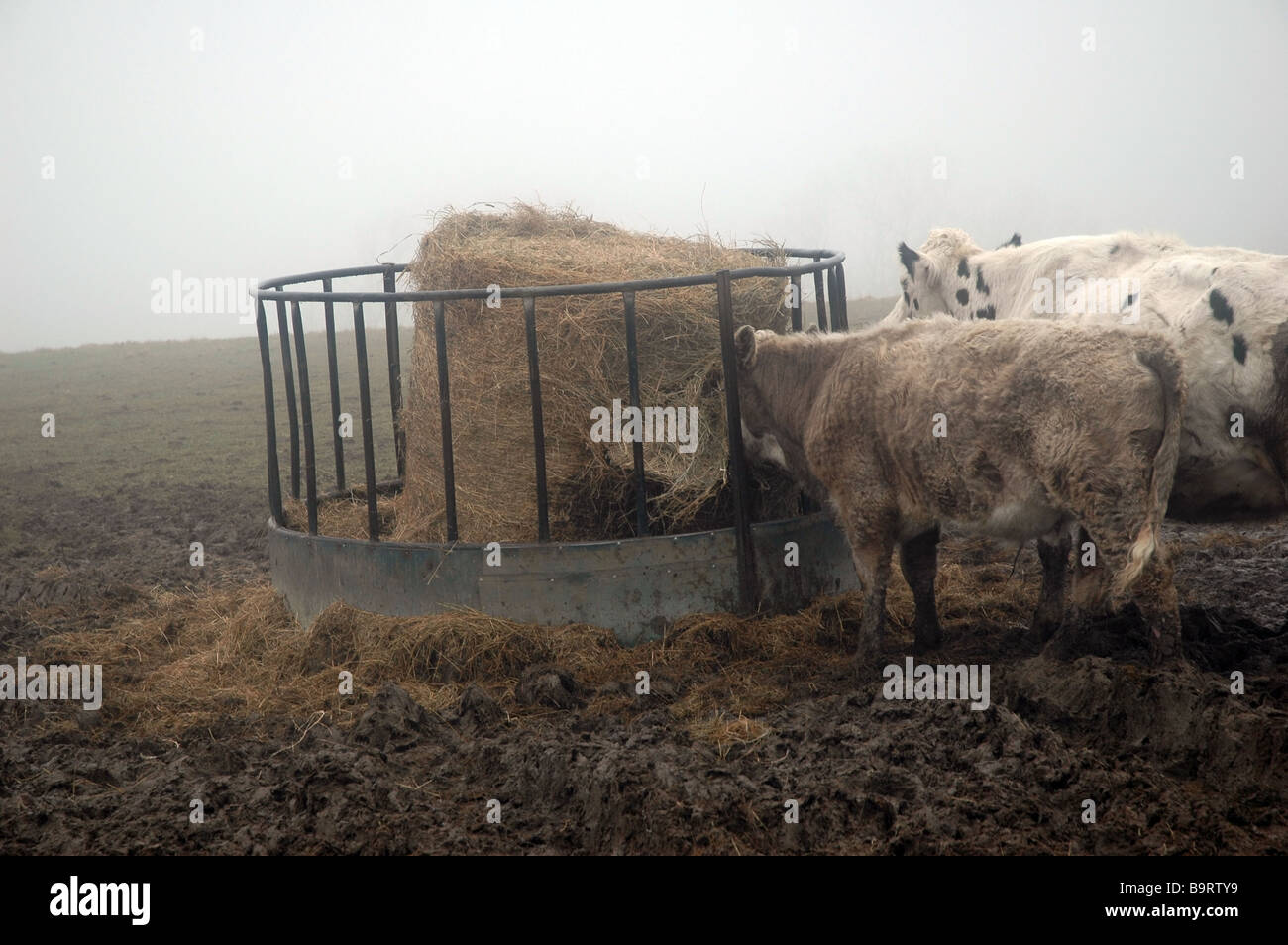 cattle getting fed fresh hay on a foggy day. Stock Photo
