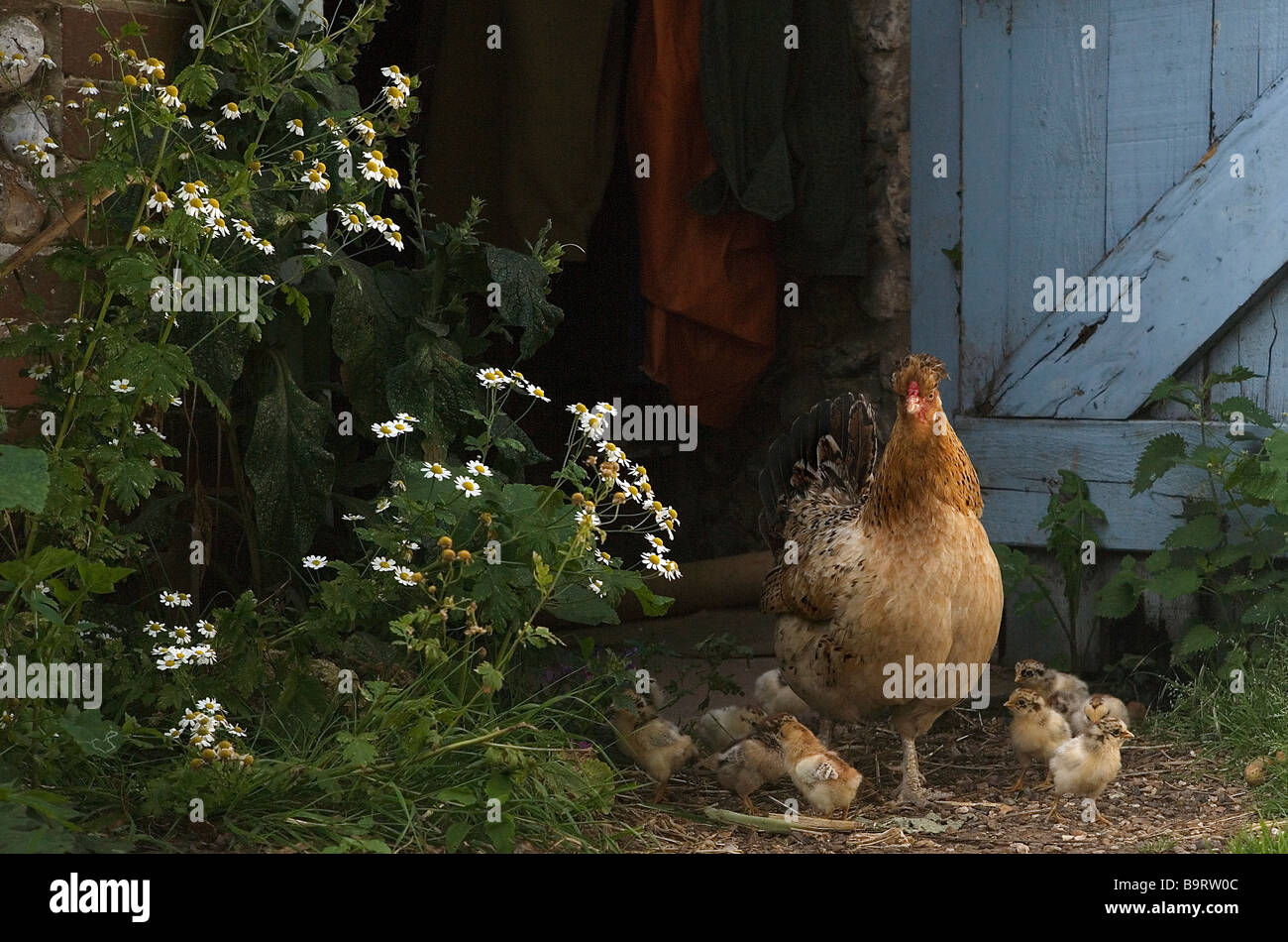 Hen with brood of young chicks in an idyllic rural setting Stock Photo