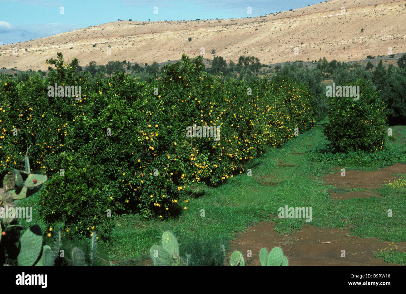 Orange trees in ripe fruit in the Souss Valley near Taroudant Morocco Stock Photo