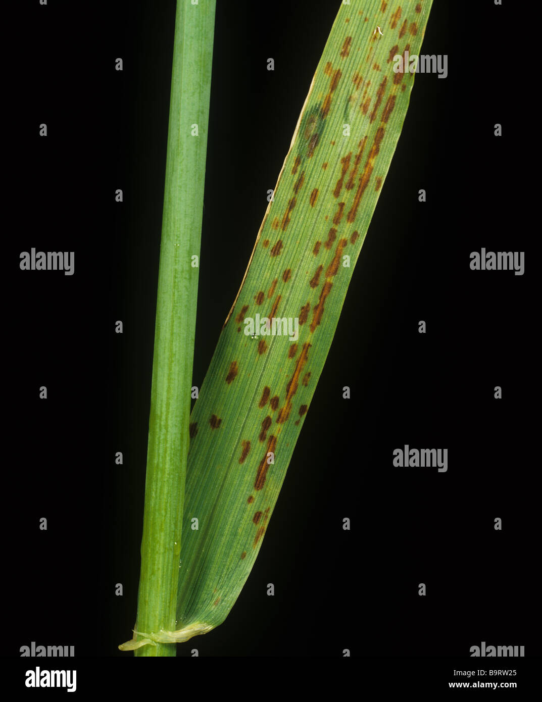 Dark interveinal leaf spotting symptoms of manganese deficiency of a barley leaf Stock Photo