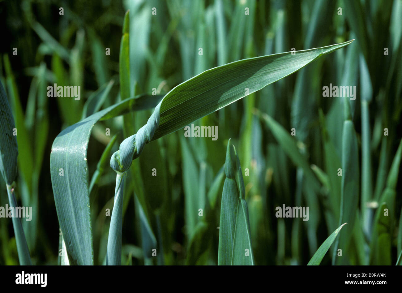 Ear of wheat trapped by distorted flagleaf a symptom of copper