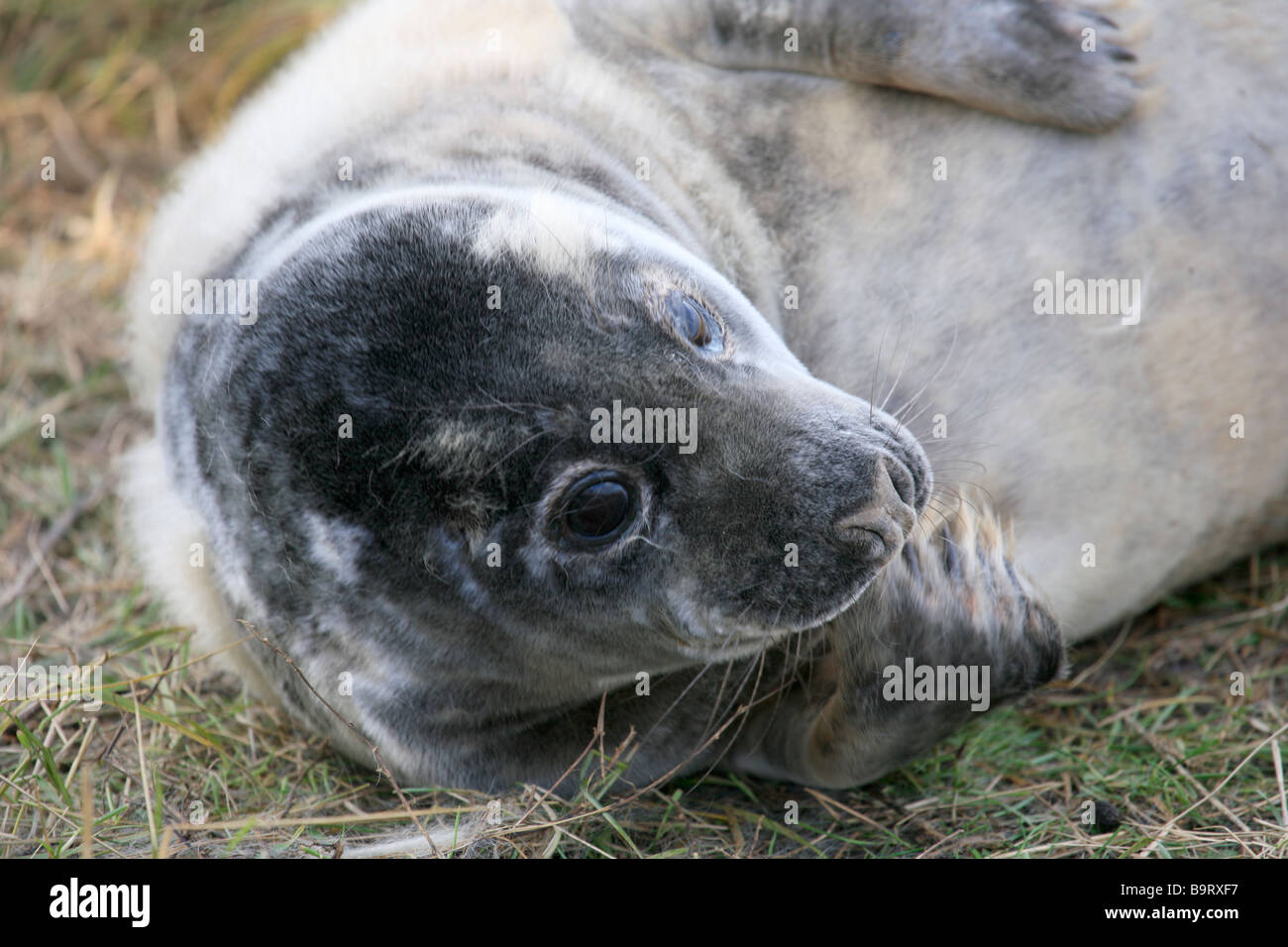 North Atlantic Grey Seal Pup Halichoerus grypus Donna Nook RAF bombing range Nature Reserve Lincolnshire England UK Stock Photo