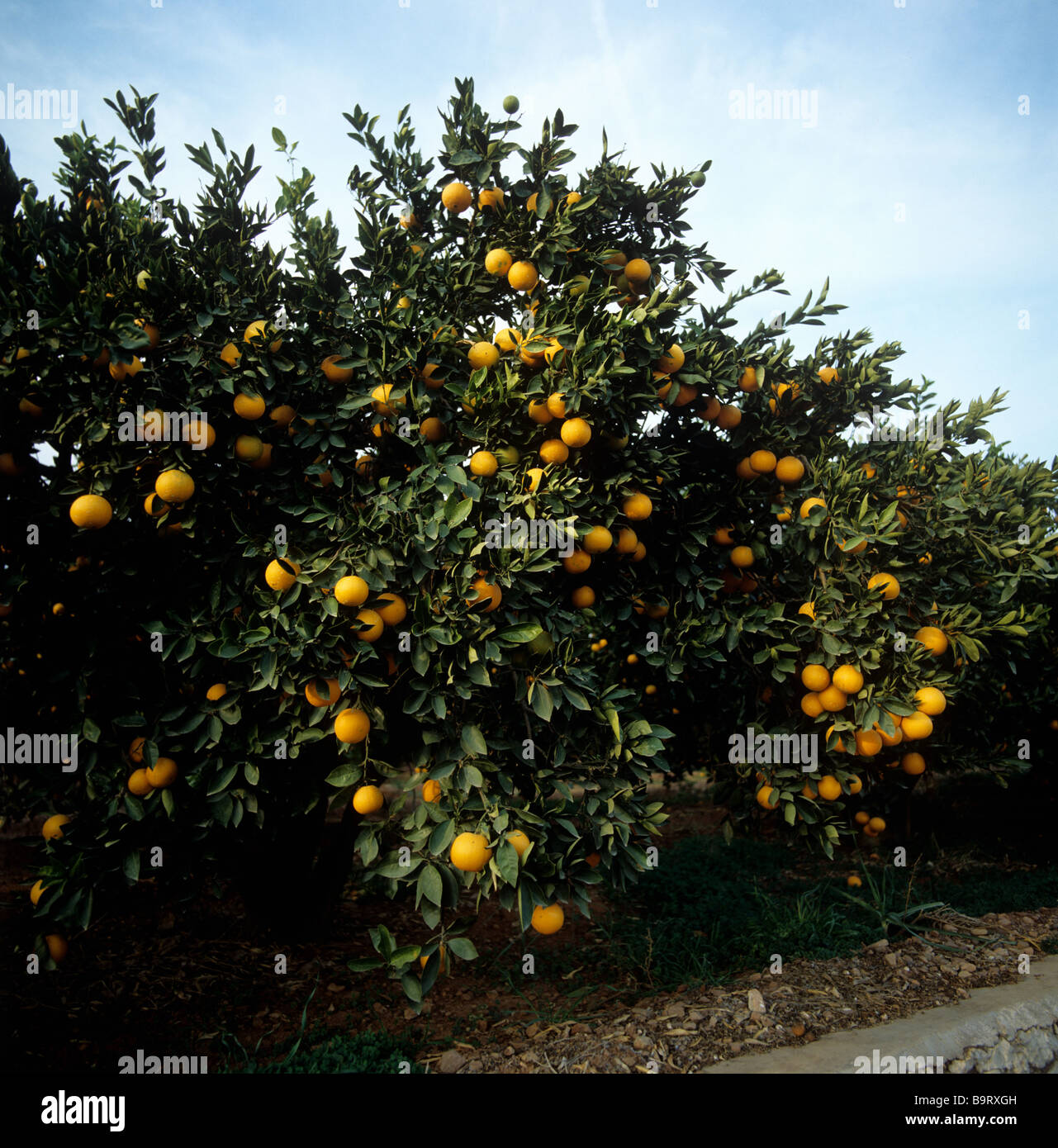 Orange trees in an orchard with ripe fruit near Valencia Spain Stock Photo