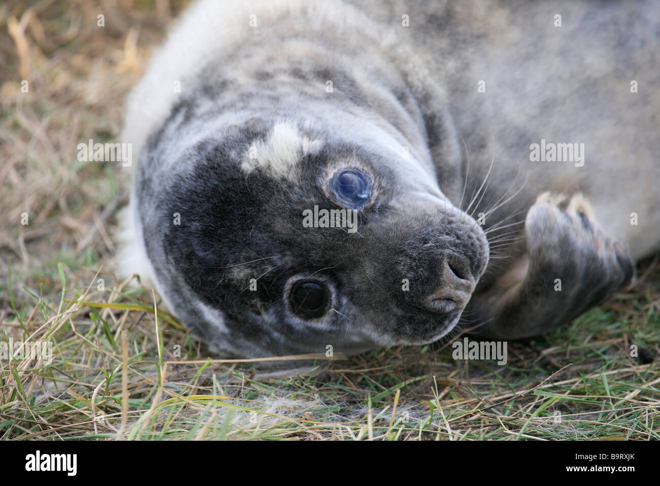 North Atlantic Grey Seal Pup Halichoerus grypus Donna Nook RAF bombing range Nature Reserve Lincolnshire England UK Stock Photo