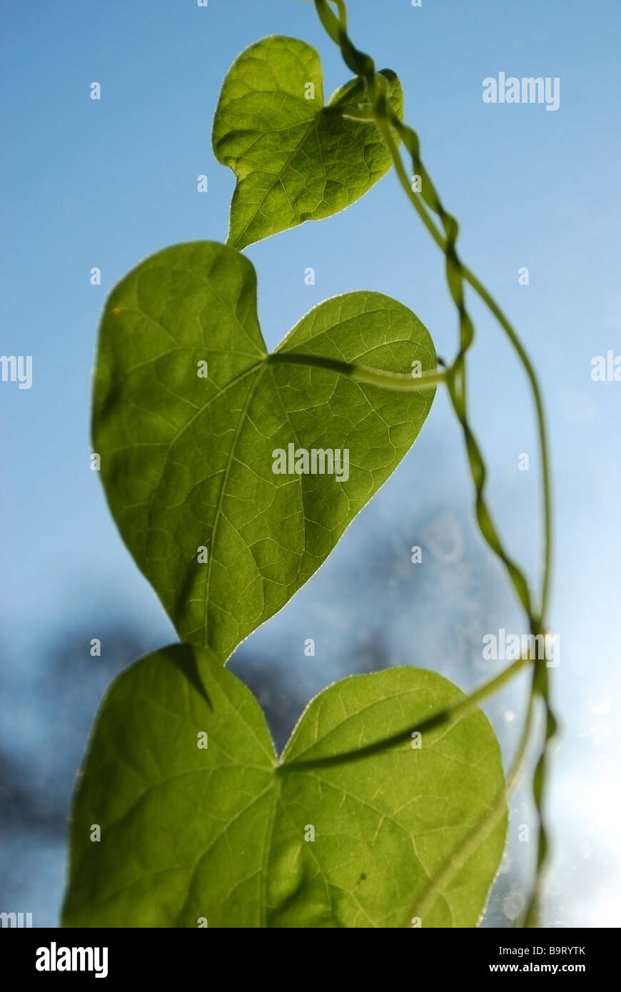 Blue flower plant leaves hi-res stock photography and images - Alamy