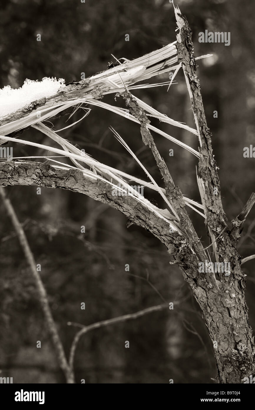 Broken scots pine trunk Stock Photo