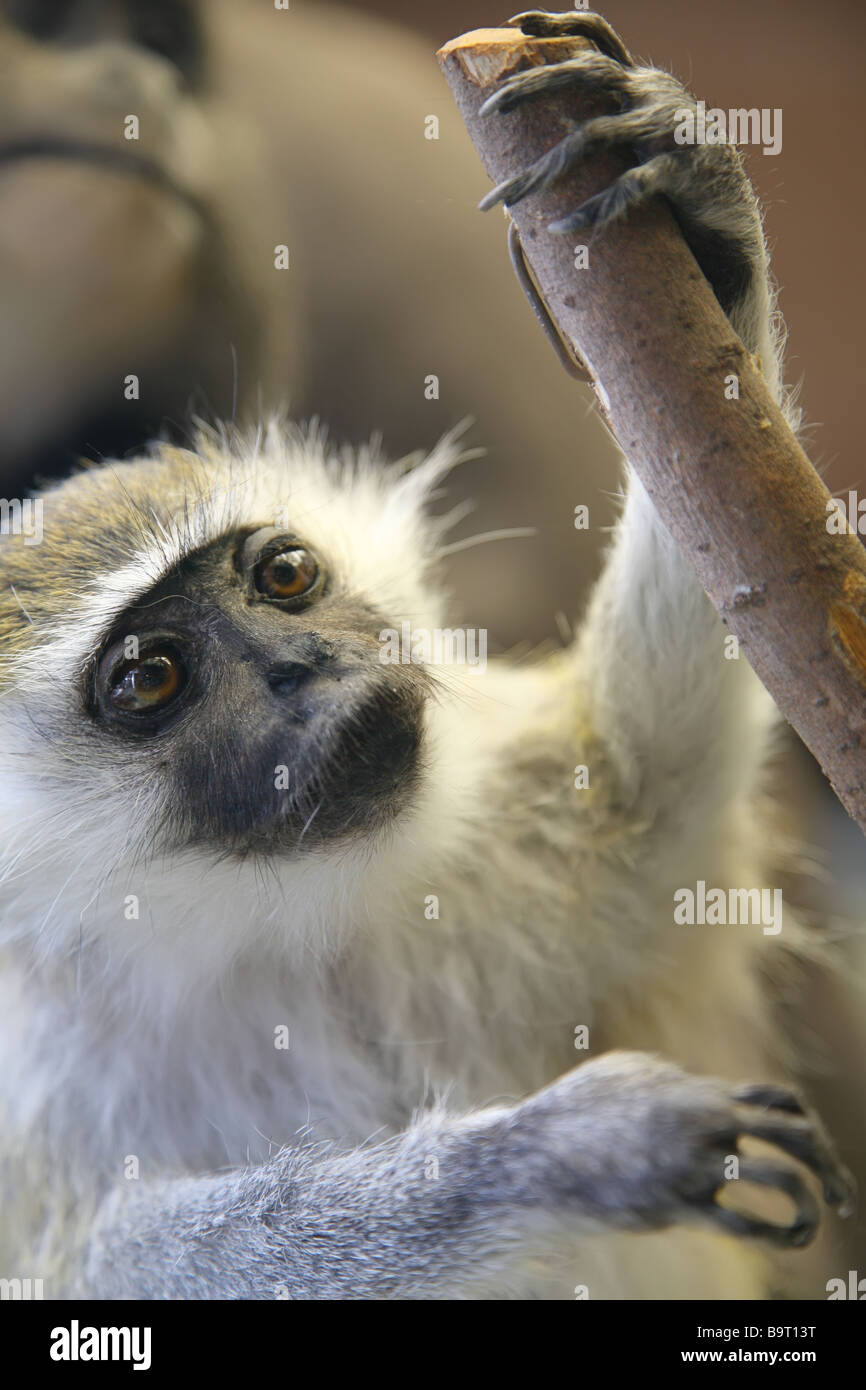 Muscular monkey hi-res stock photography and images - Alamy