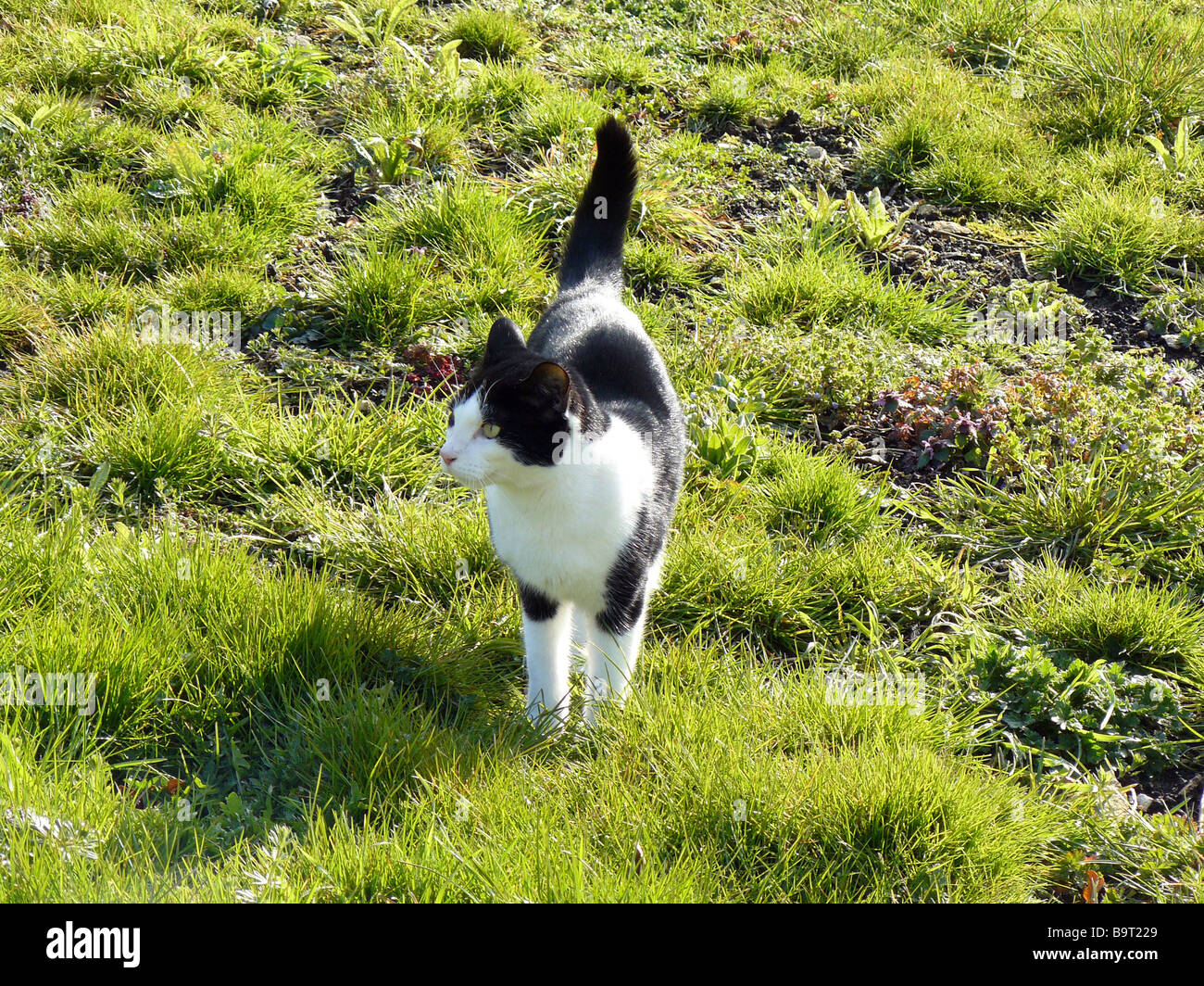 black white cat walking in a field Stock Photo - Alamy