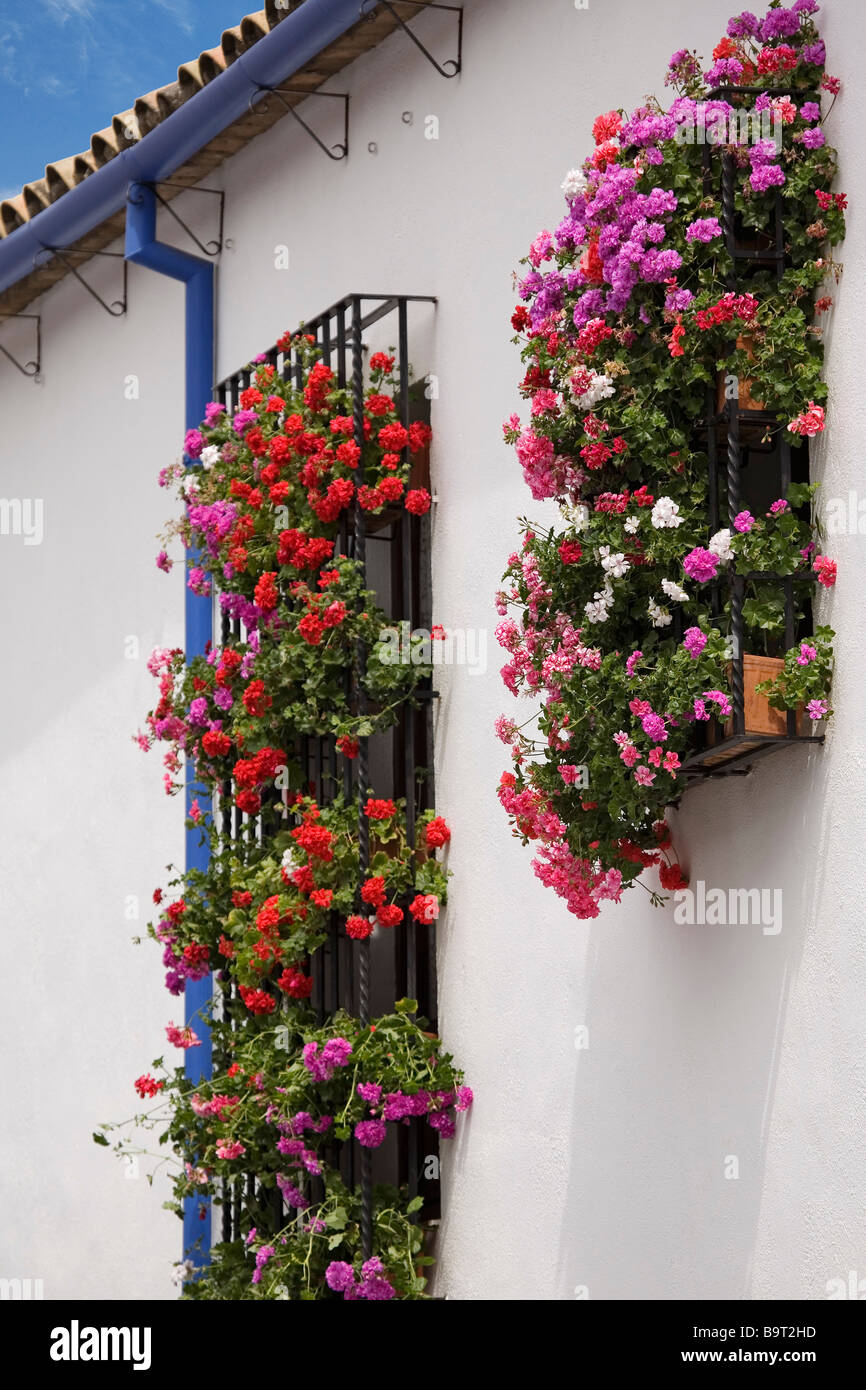 Balcones y Rejas con Flores Córdoba Andalucía España Typical Balconies and Grilles with Flowers Cordova Andalusia Spain Stock Photo
