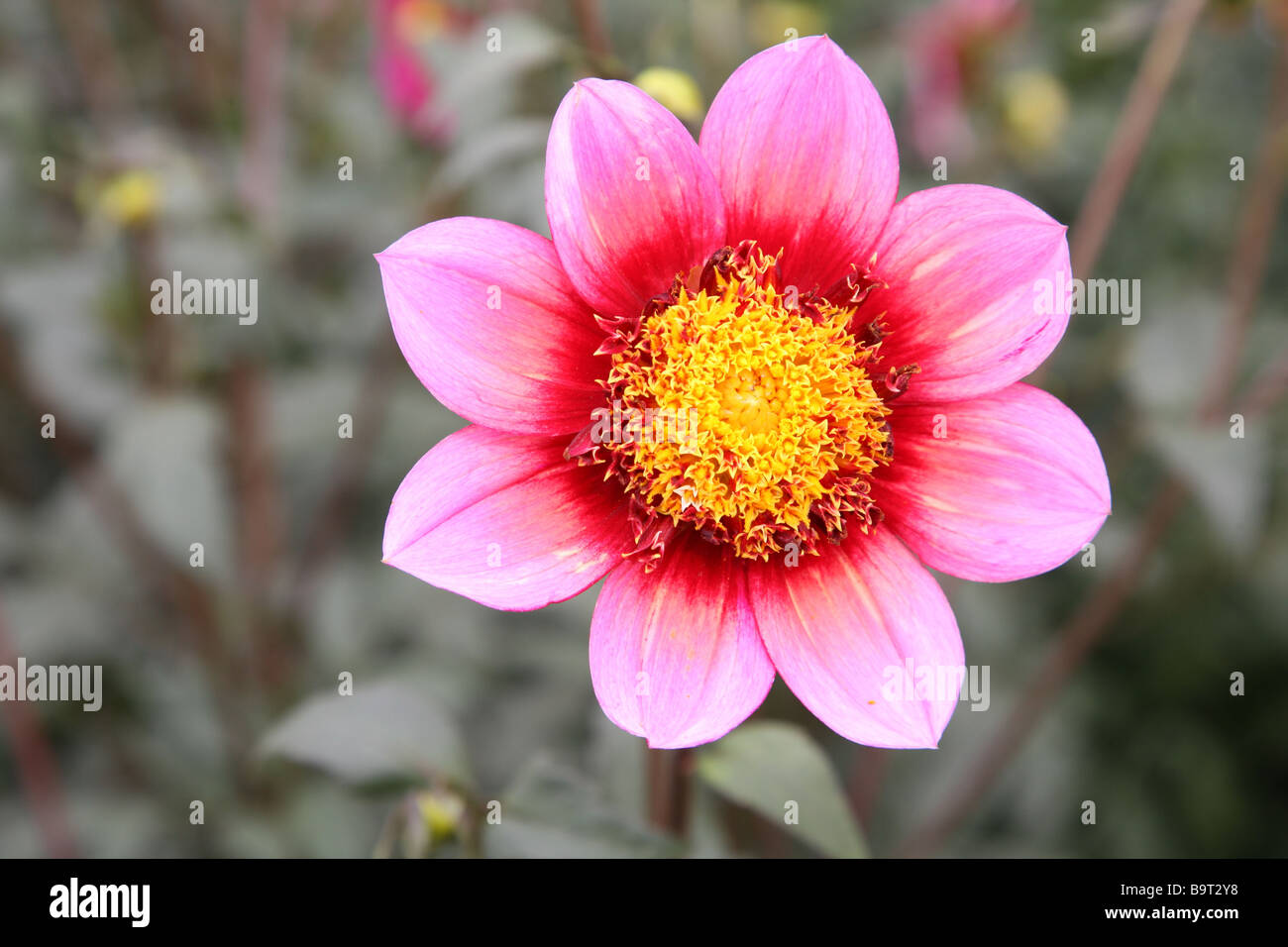 flower of pink dahlia Stock Photo - Alamy