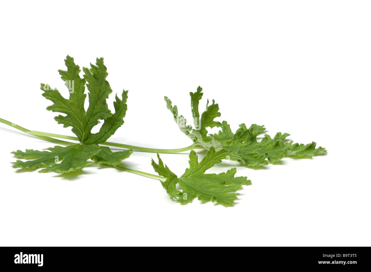 Rose Geranium leaves Stock Photo - Alamy