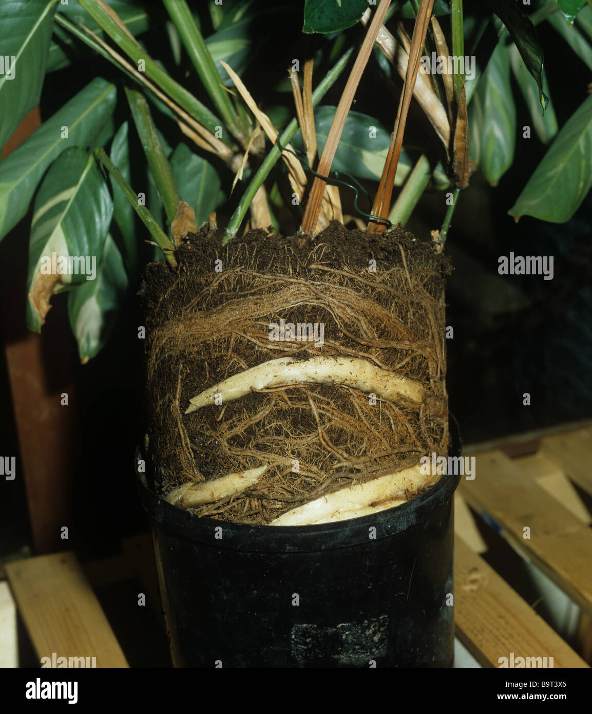 Pot bound Calathea lubbersii plant removed from its pot to show cramped root system Stock Photo