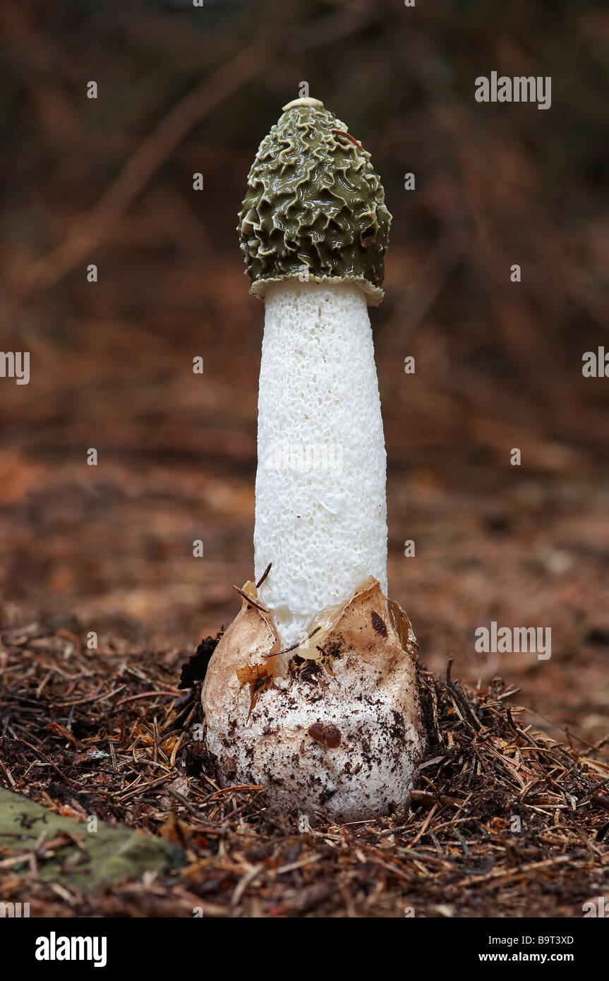 common stinkhorn - wood witch Stock Photo