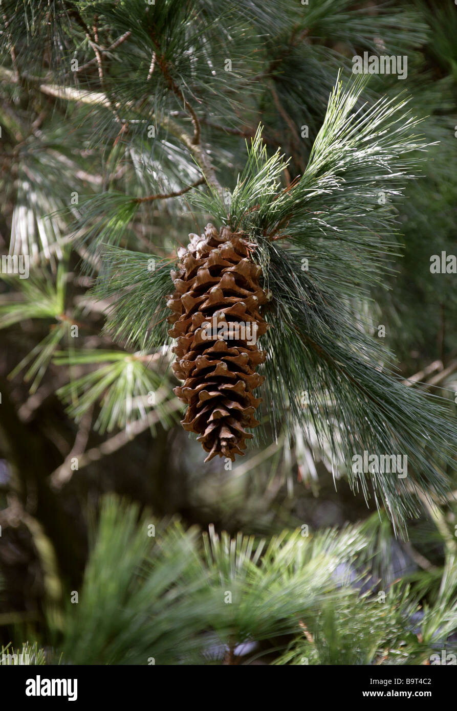 Mexican White Pine, Pinus ayacahuite, Pinaceae, Mexico Stock Photo