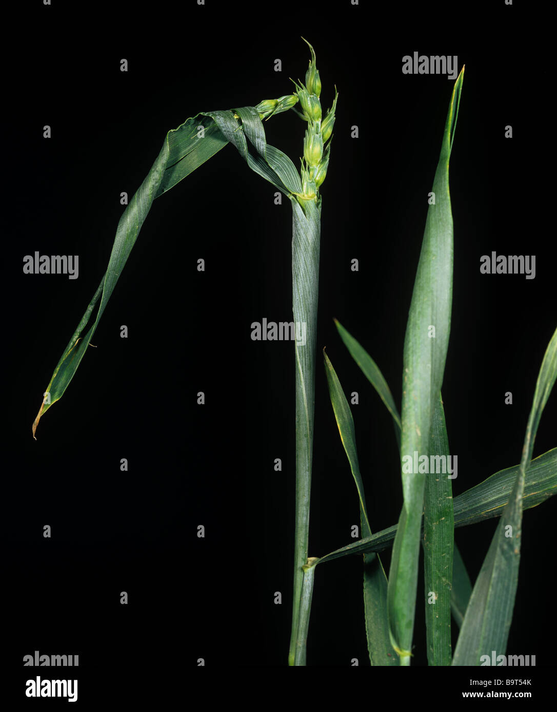 Copper deficiency symptoms on wheat with trapped ear Stock Photo