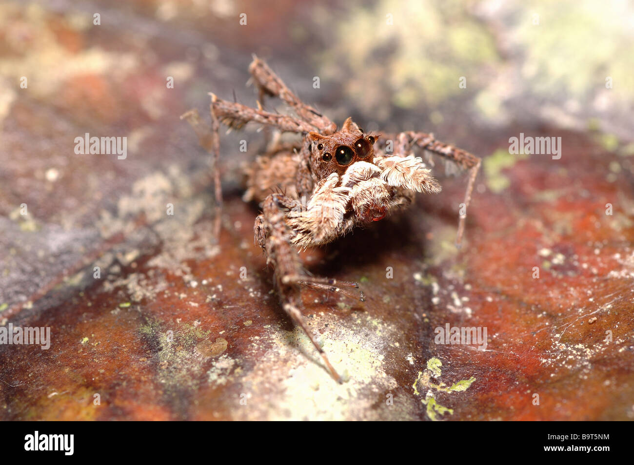 A dandy jumper spider Portia africana Salticidae in rainforest Ghana Stock Photo