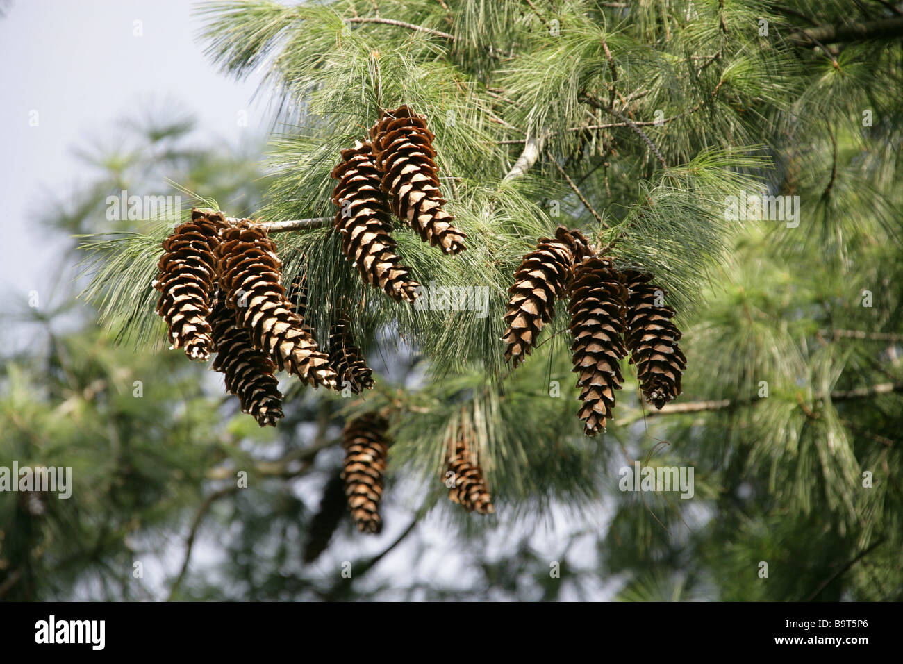 Mexican White Pine, Pinus ayacahuite, Pinaceae, Mexico Stock Photo