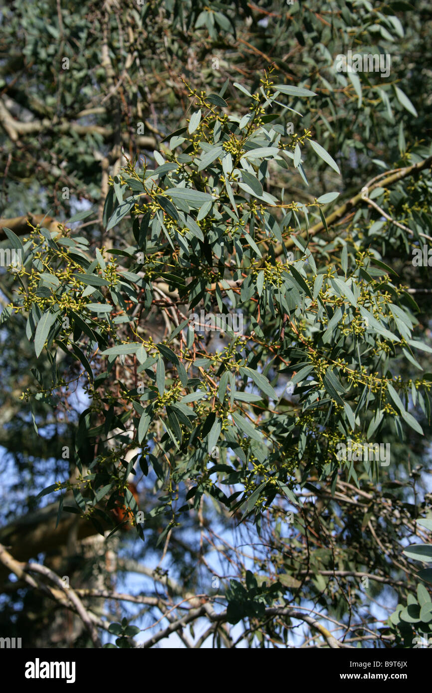 Small Leaved Gum Tree, Eucalyptus parvifolia, Myrtaceae, South Australia Stock Photo
