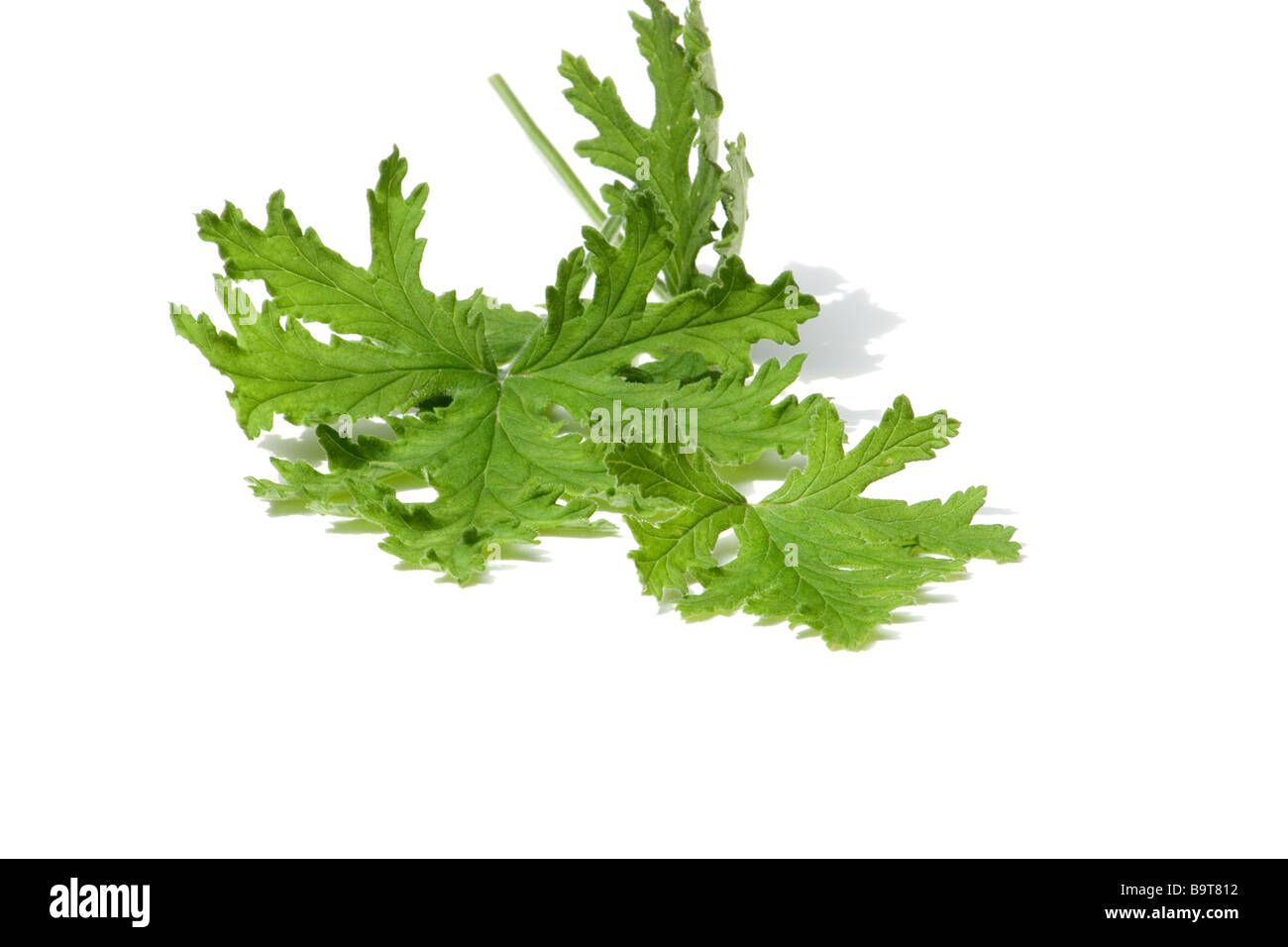 Rose Geranium leaves Stock Photo Alamy