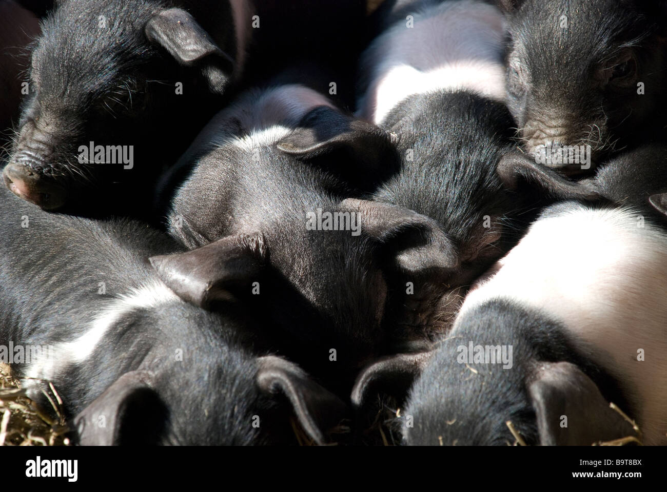 Piglet Piglets Pig Pork Bacon Baby Little Cute Fur Pink Black Sun Sleep Family Brother Sister Play Eat Farm Snuggle Oink Swine Piglet Piglets Pig Pork Bacon Baby Little Cute Fur Pink Black Sun Sleep Family Brother Sister Play Eat Farm Snuggle Oink Swine