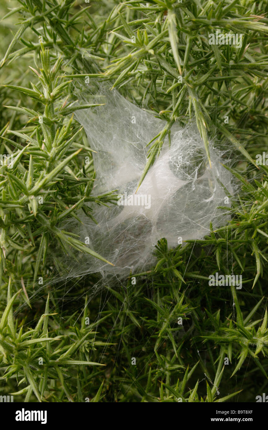 Grassland funnel weaver spider Agelena labyrinthica Agelenidae silken labyrinth built by the female to contain her eggs UK Stock Photo