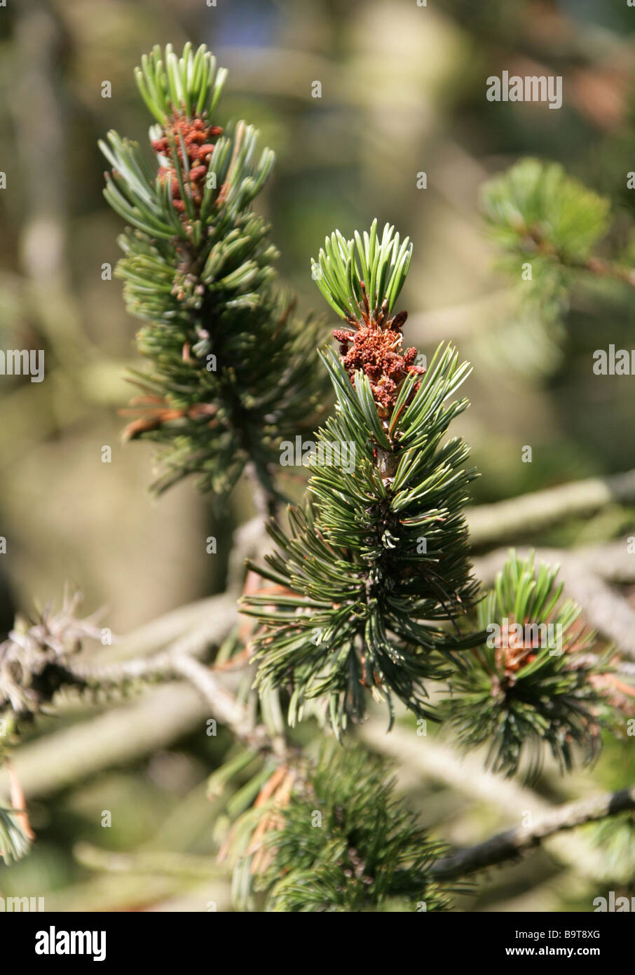 Bristle Cone Pine, Pinus aristata, Pinaceae, South West USA Stock Photo