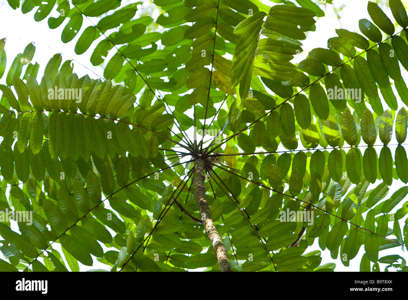 Looking up through the jungle canopy at Manuel Antonio National Park, Quepos, Costa Rica. Stock Photo